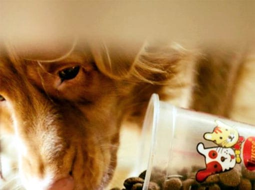 UK Pet Food Industry Rises to a Value of £3 Billion