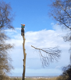 D E F Df Aa D B C Man climbing tree
