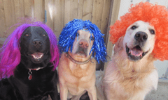 Three dogs in wigs