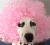 Dog in a pink wig