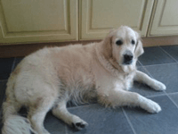 White labrador