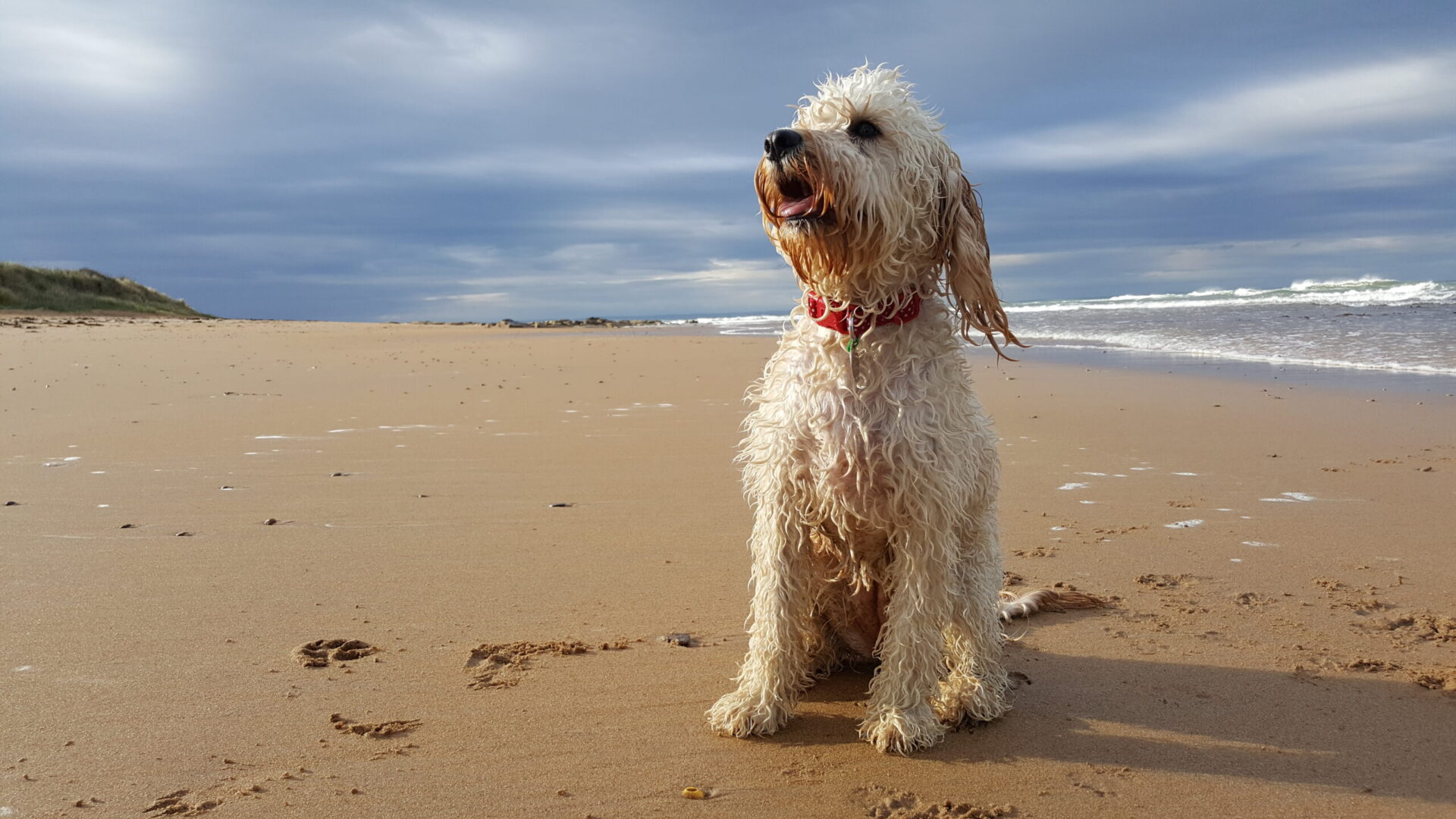 Practising Mindfulness for Dogs is Pawfect for Pet Parents