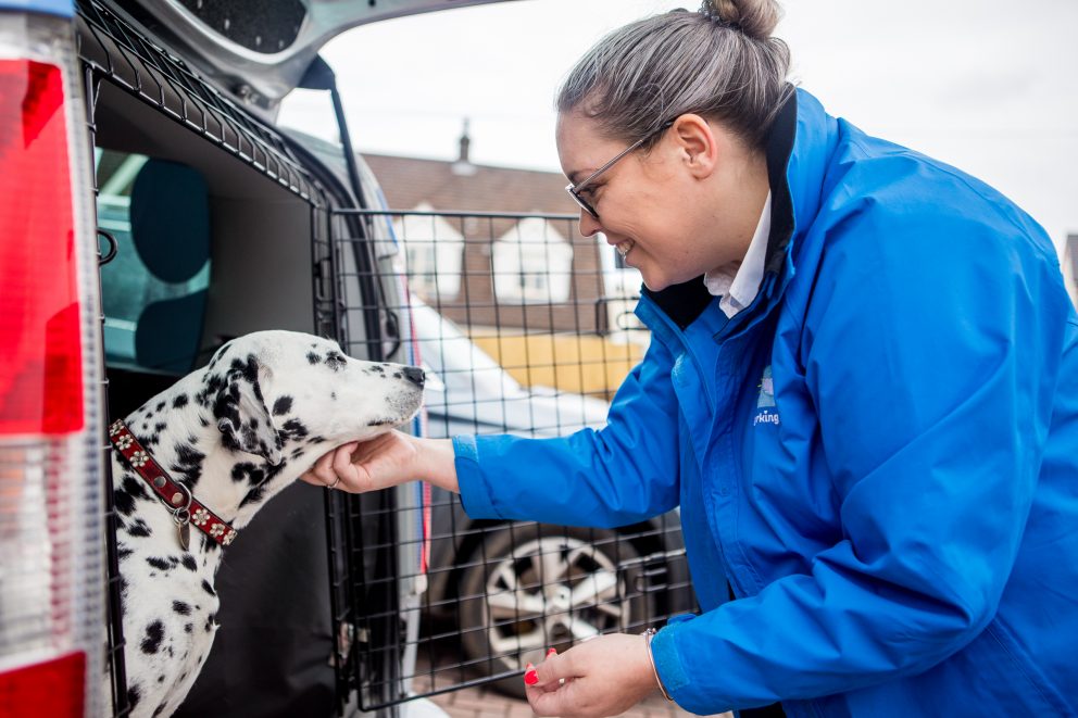 Barking Mad Dog Sitting Dalmatian In Car X Barking Mad Franchise News Image
