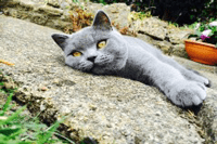 Cat lying on pavement