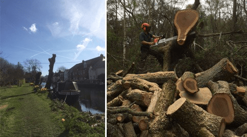 F Fdf Db B A Bf B D Tree surgery