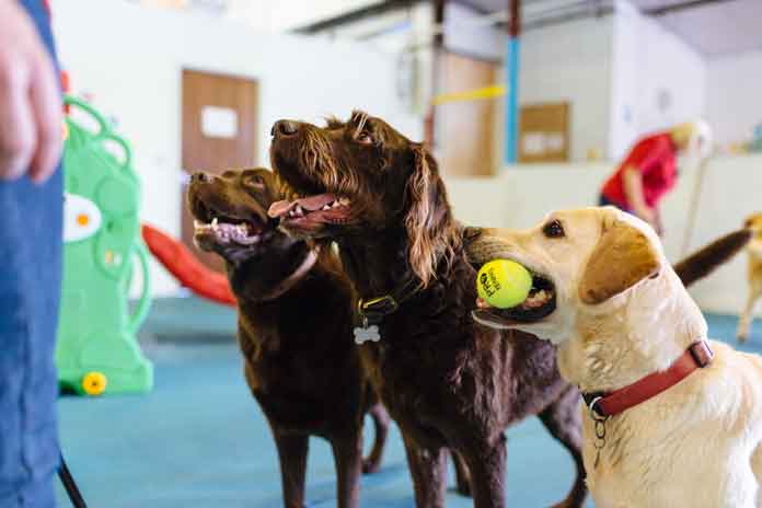 Canine Creche Group franchise