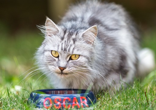 Oscar Pet Services Franchise