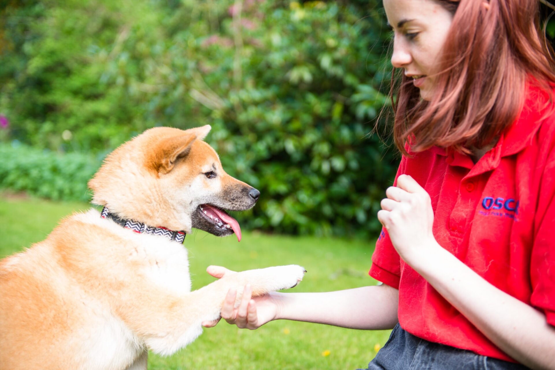 Caring For Your Pet’s Teeth