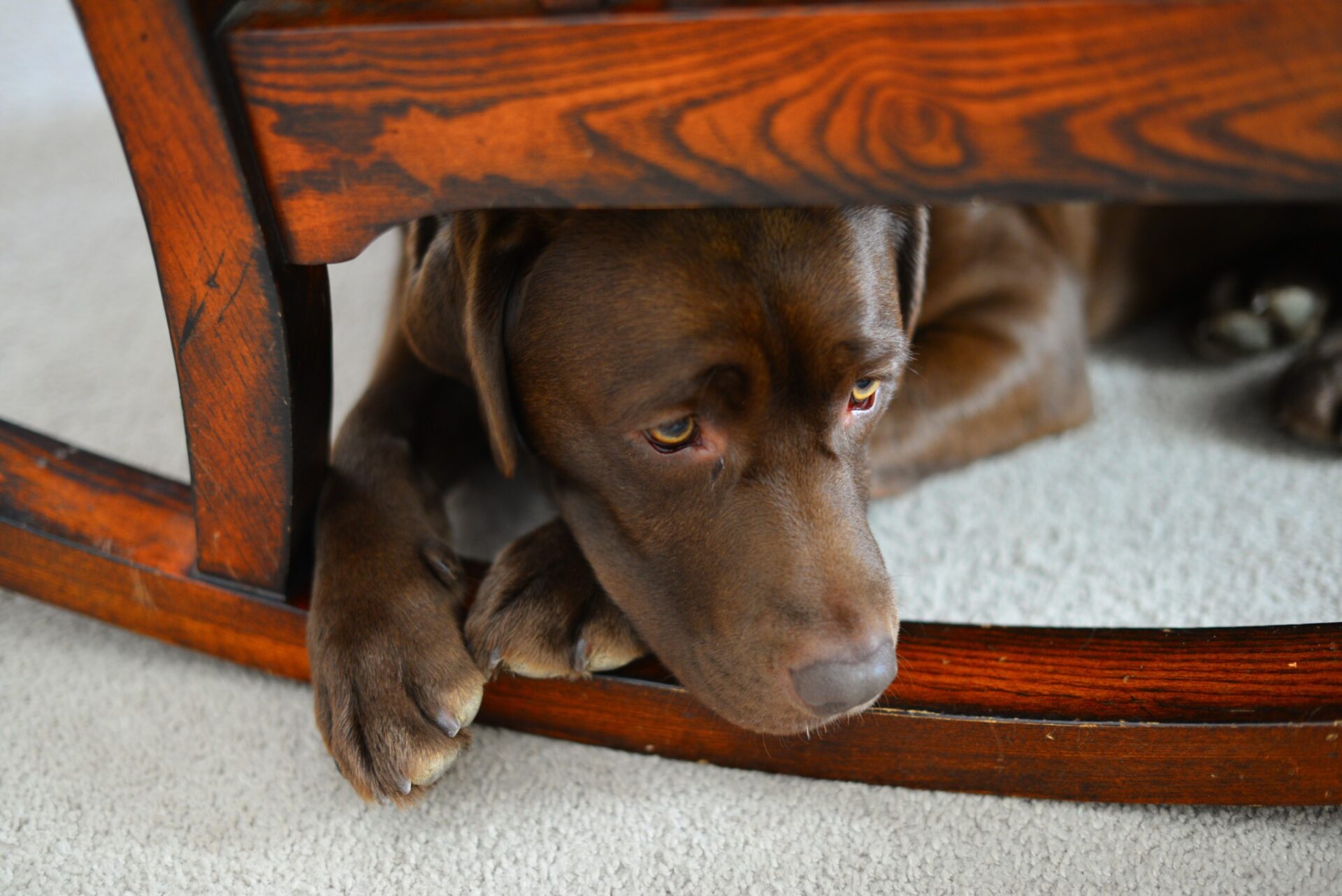 OSCAR Pet Foods and Leading the Way Pet Care join together in offering top tips for pet safety during firework season Find My Franchise OSCAR Pet Foods and Leading the Way Pet Care join together in offering top tips for pet safety during firework season UK Franchise Opportunities