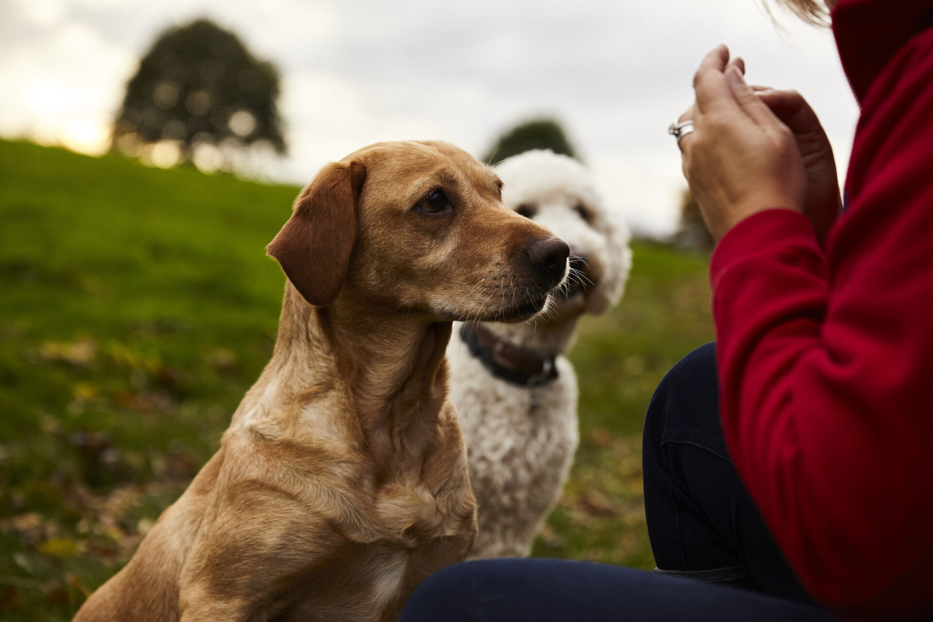 OSCAR Pet Foods Promote Responsible Pet Ownership