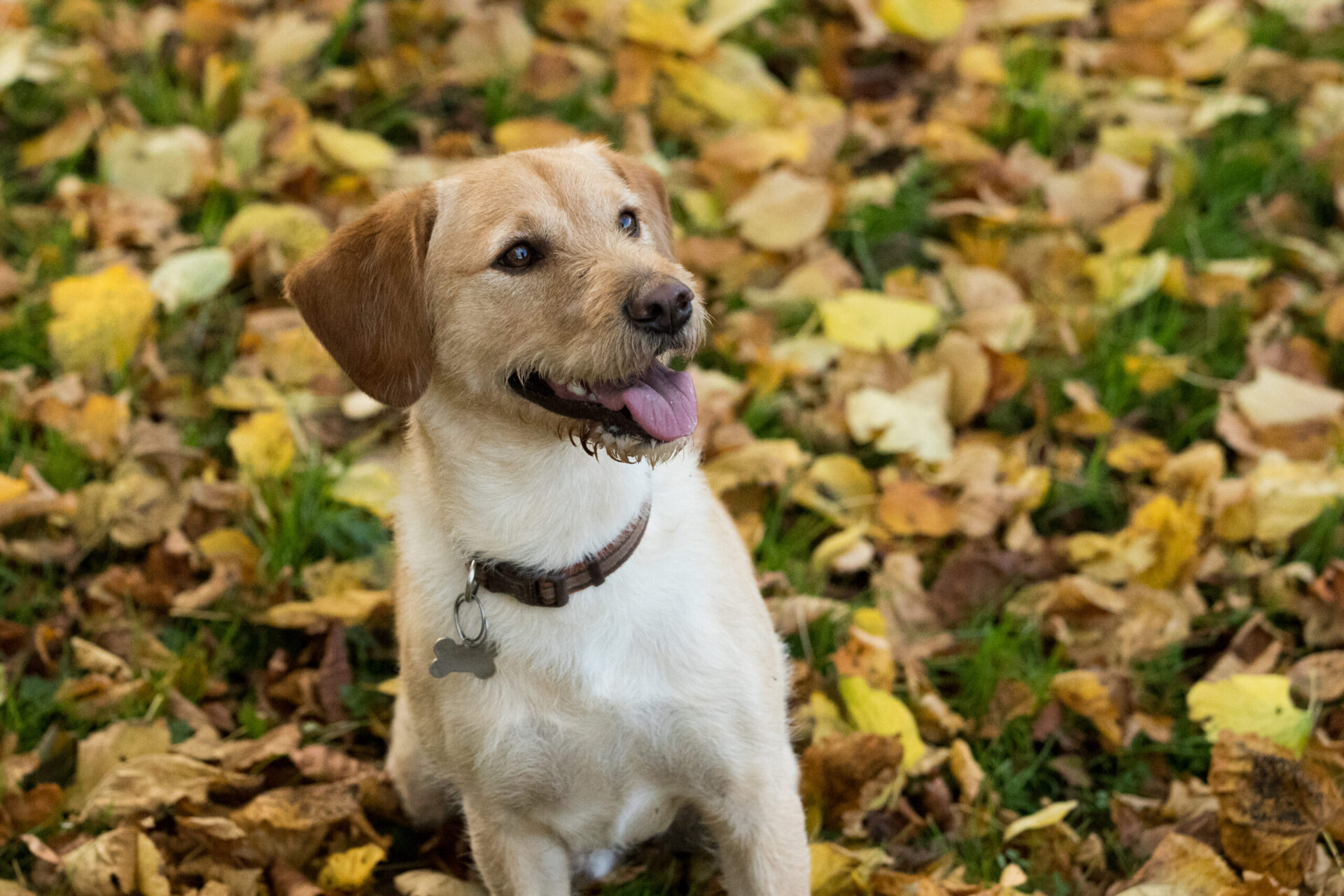 Autumn walks – stay safe with these top tips