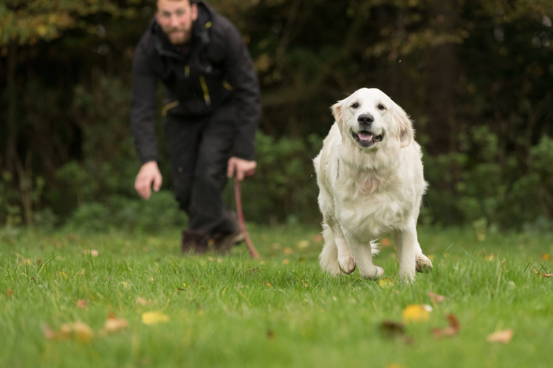 Leading The Way Pet Care News Image