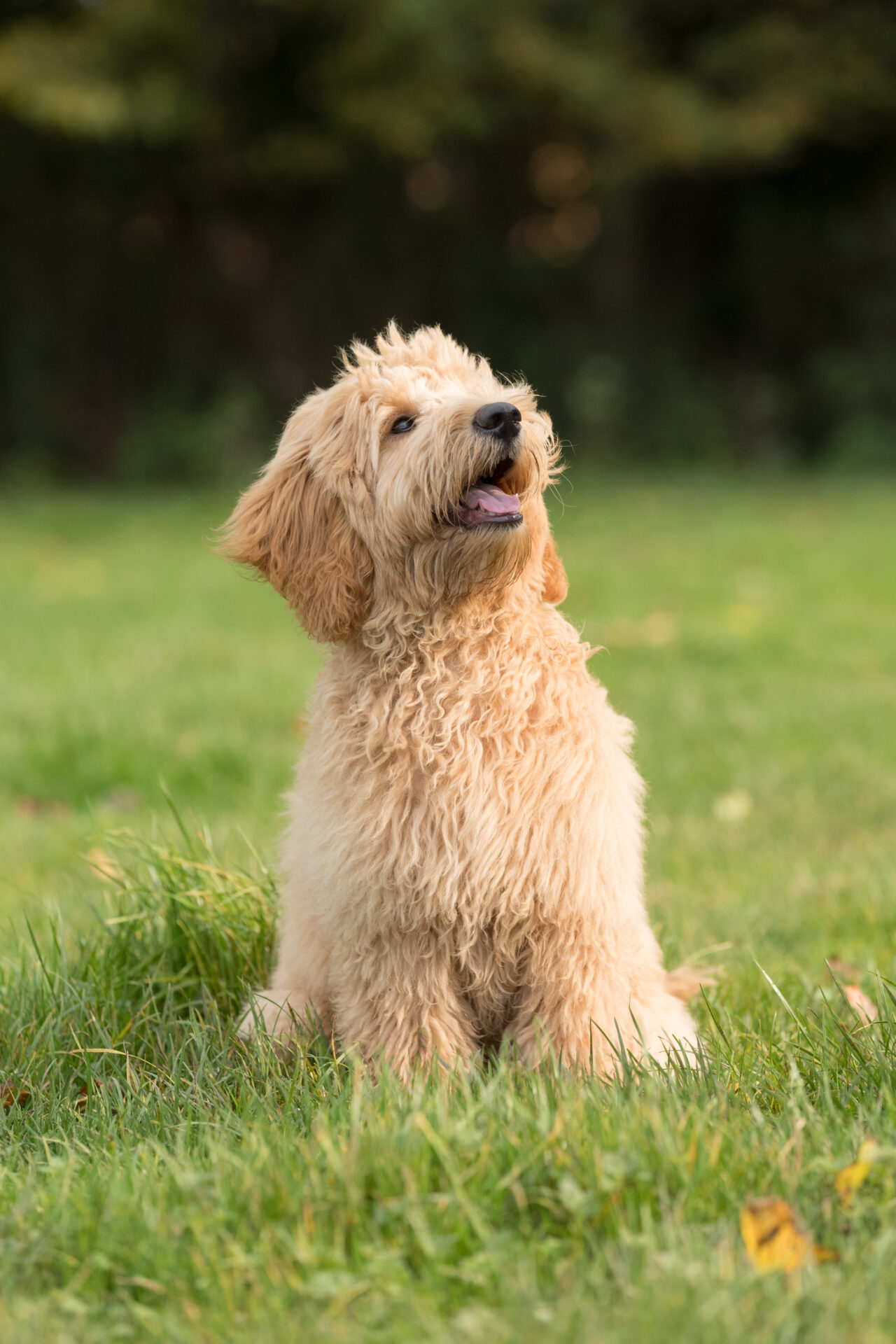 Leading The Way Pet Care Image