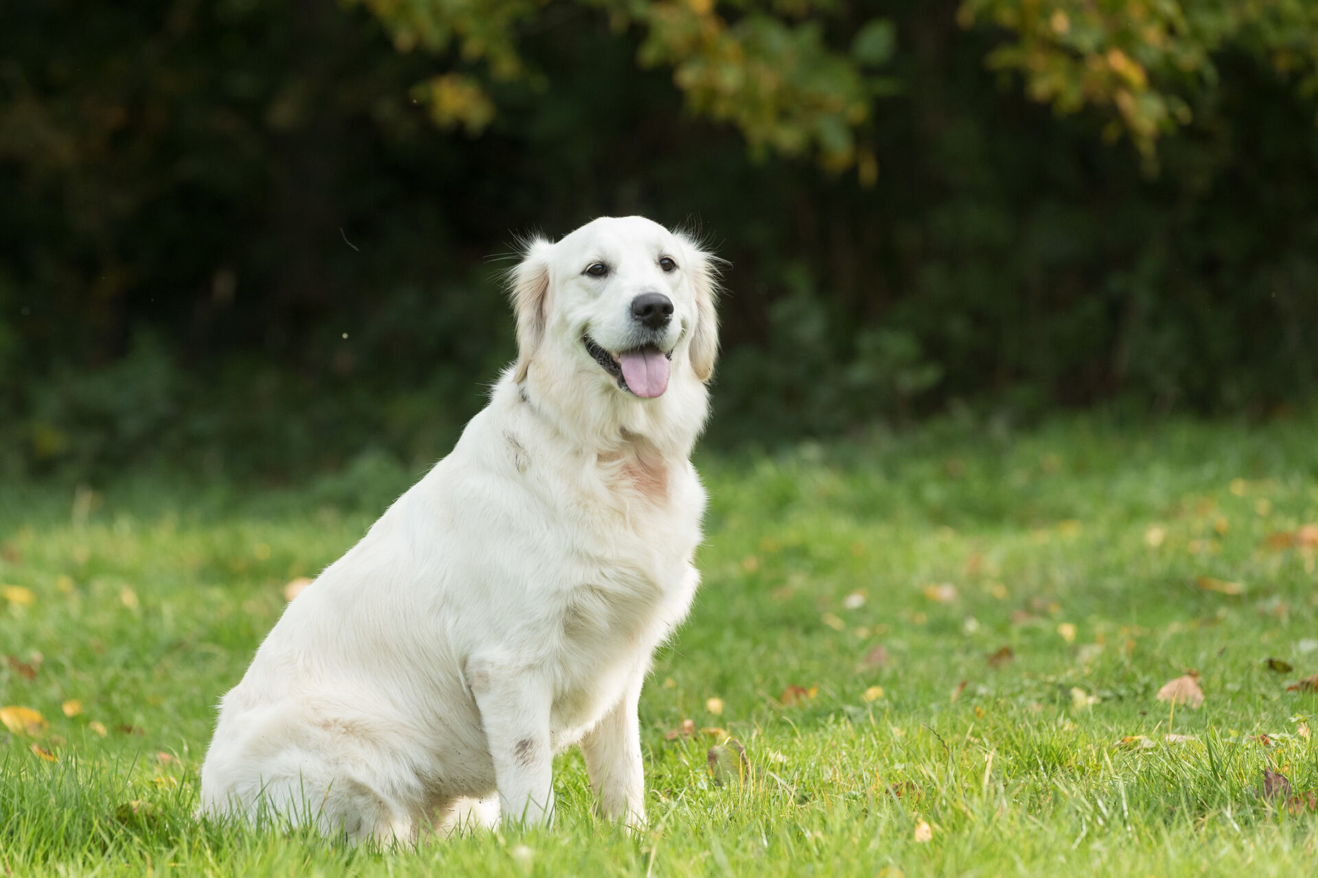 Leading The Way Pet Care Image