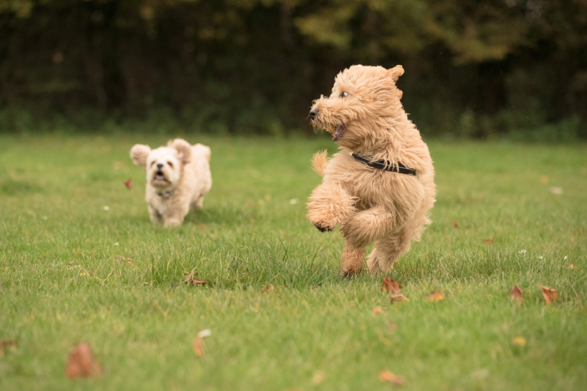 Finding a dog walker with canine first aid skills means peace of mind for you and your dog!