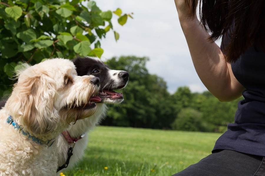 Leading The Way Pet Care Franchise